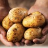 The myth about potatoes and carbohydrates